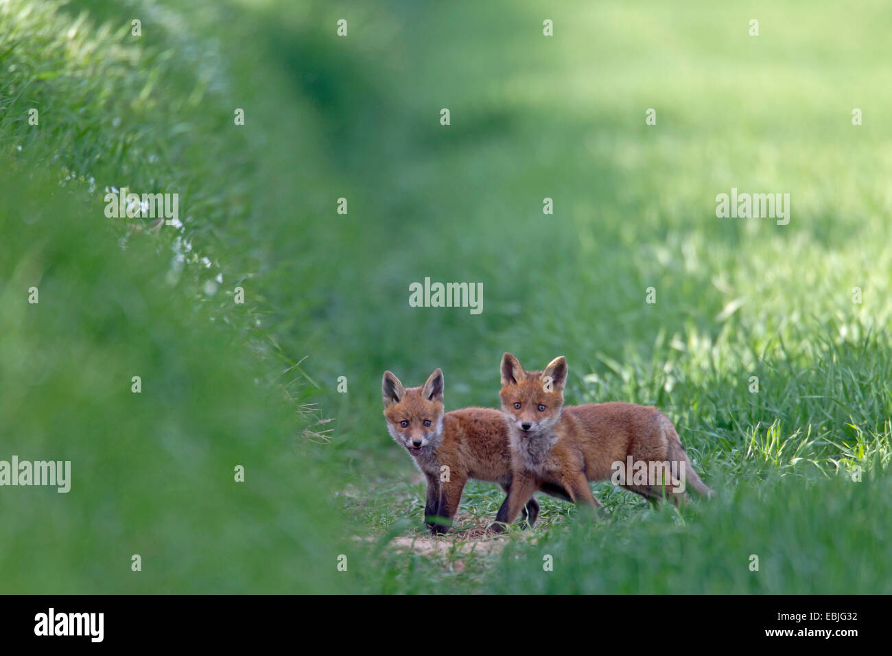 Rotfuchs (Vulpes Vulpes), fox zwei jungen stehen auf Wiese, Deutschland, Schleswig-Holstein Stockfoto