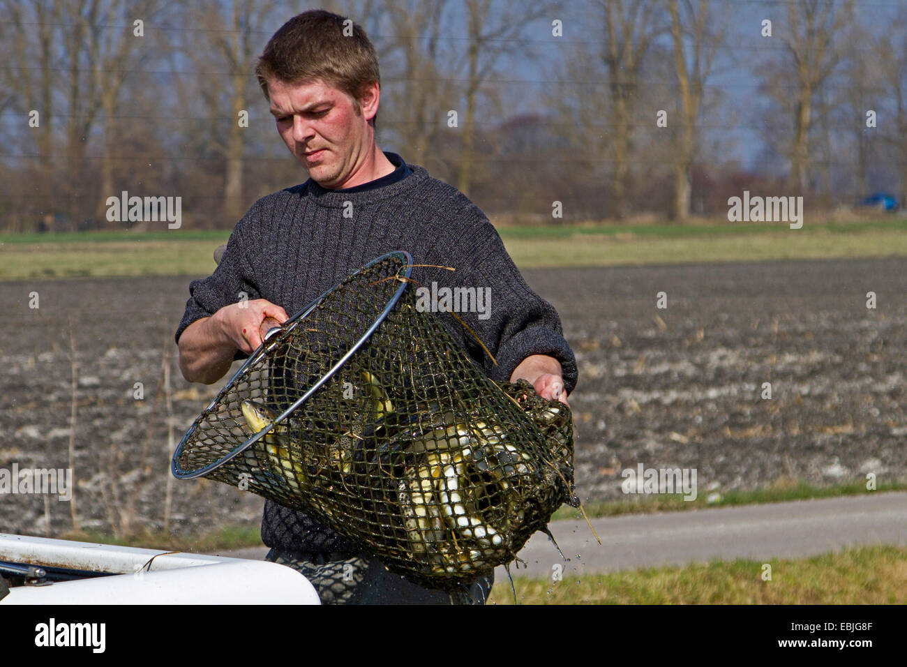 Forelle, Bachforelle, Bach Forelle (Salmo Trutta Fario), Transport zur Veröffentlichung in einem Fluss zu Fischen Stockfoto