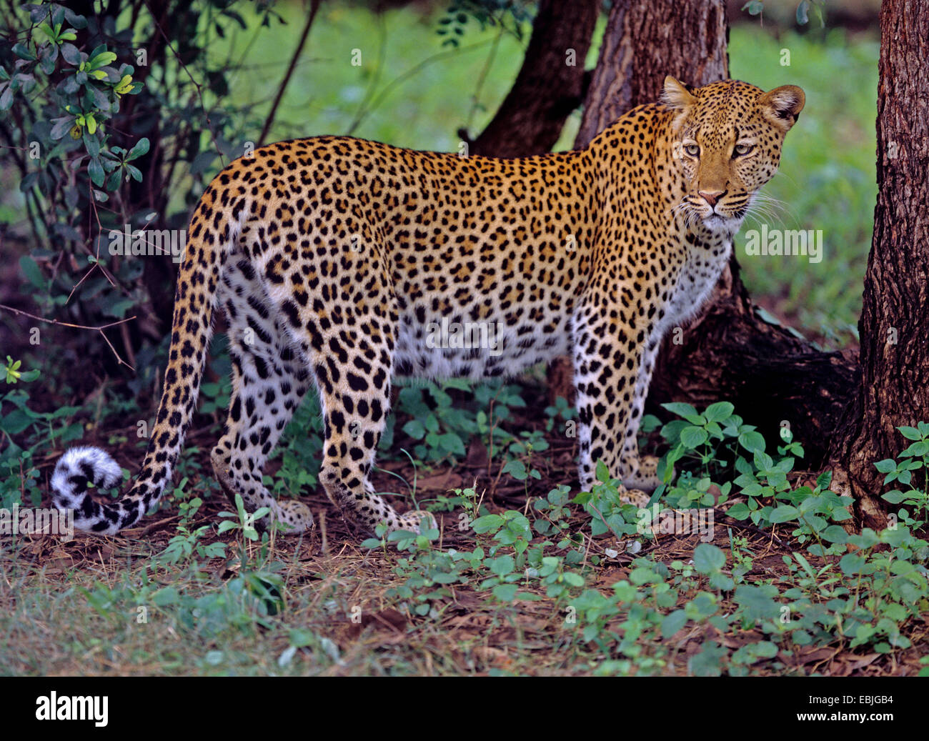 Leopard (Panthera Pardus), stehend, Seitenansicht, Simbabwe Stockfoto