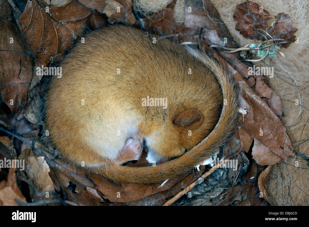Siebenschläfer, Hasel Haselmaus (Muscardinus Avellanarius), schlafen in einem Nistkasten, Deutschland Stockfoto