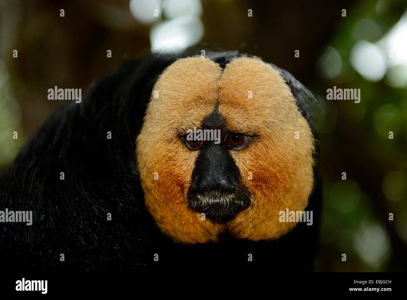 White-faced Saki (Pithecia Pithecia), portrait Stockfoto