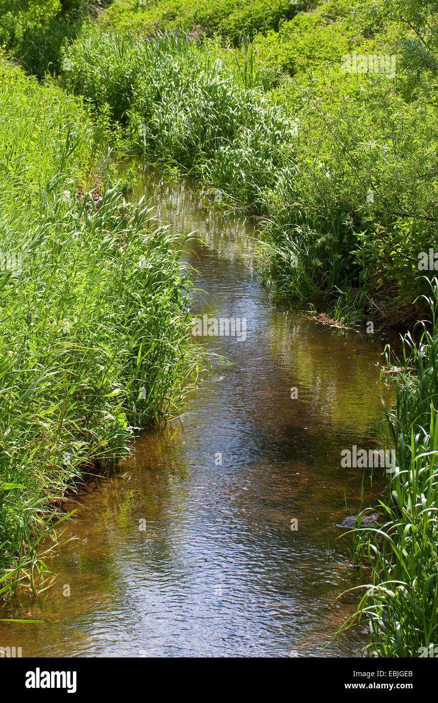 Bach durch eine Wiese mit wohlhabenden Ufervegetation, Deutschland Stockfoto