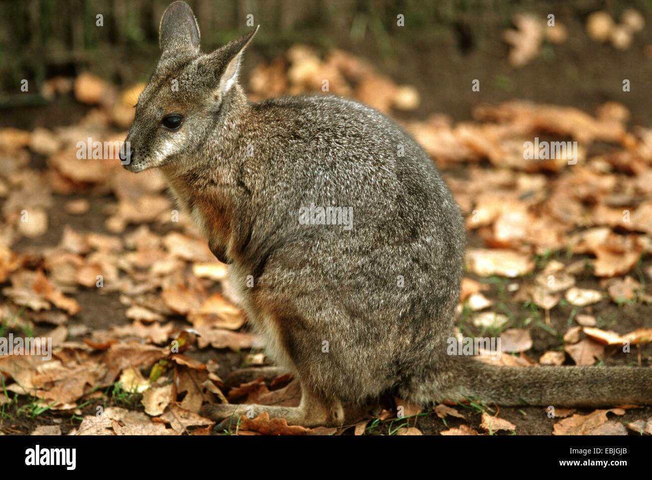TAMMAR Wallaby, Dama Wallaby (Macropus Eugenii), sitzen auf Laub Stockfoto