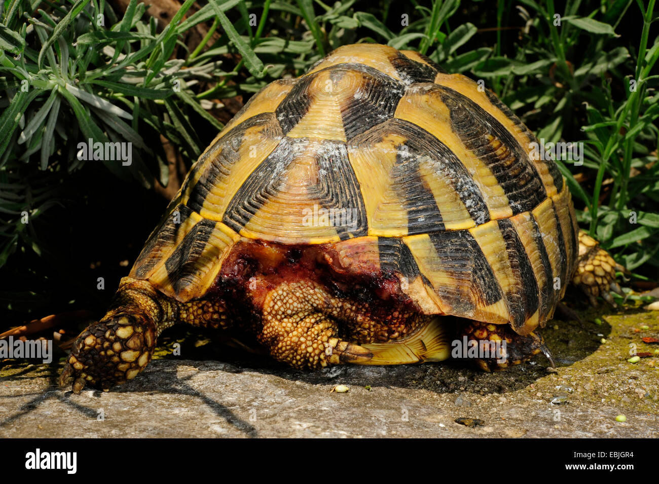 Hermanns Schildkröte, Griechische Schildkröte, Boettgers Schildkröte (Testudo Hermanni Boettgeri), mit verletzt Shell, Griechenland Stockfoto