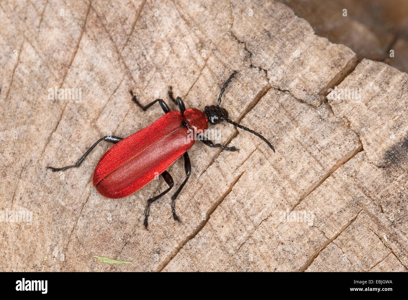 Scarlet Fire Beetle, Kardinal Käfer (Pyrochroa Coccinea), auf Totholz, Deutschland Stockfoto