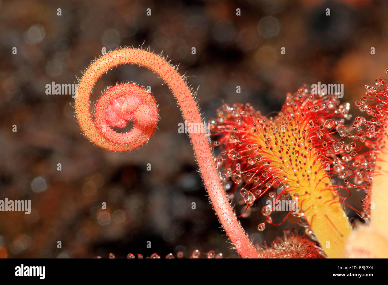 Kap-Sonnentau (Drosera Capensis), Blütenstand entwickeln Stockfoto