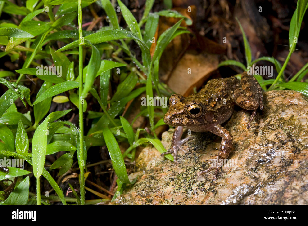 Frosch (Craugastor spec.), sitzt auf einem Felsen, Honduras, Pico Bonito Nationalpark Stockfoto