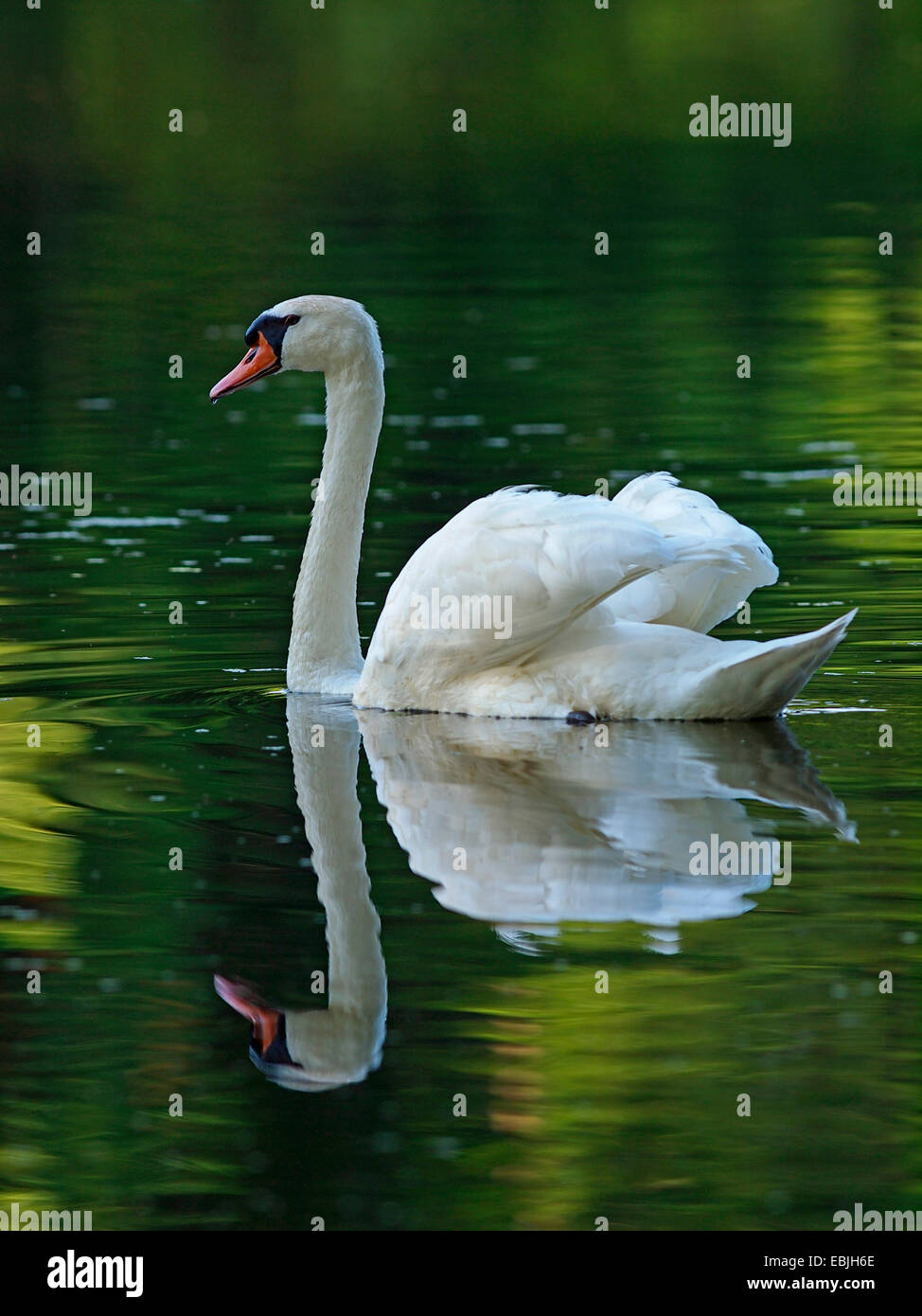 Höckerschwan (Cygnus Olor), Schwimmen, Oberlausitz Stockfoto