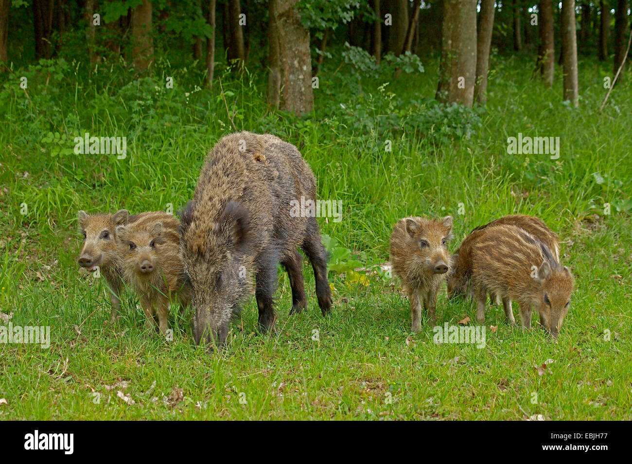 Wildschwein, Schwein, Wildschwein (Sus Scrofa), Weibchen mit Shoats am Waldrand, Deutschland, Baden-Württemberg Stockfoto