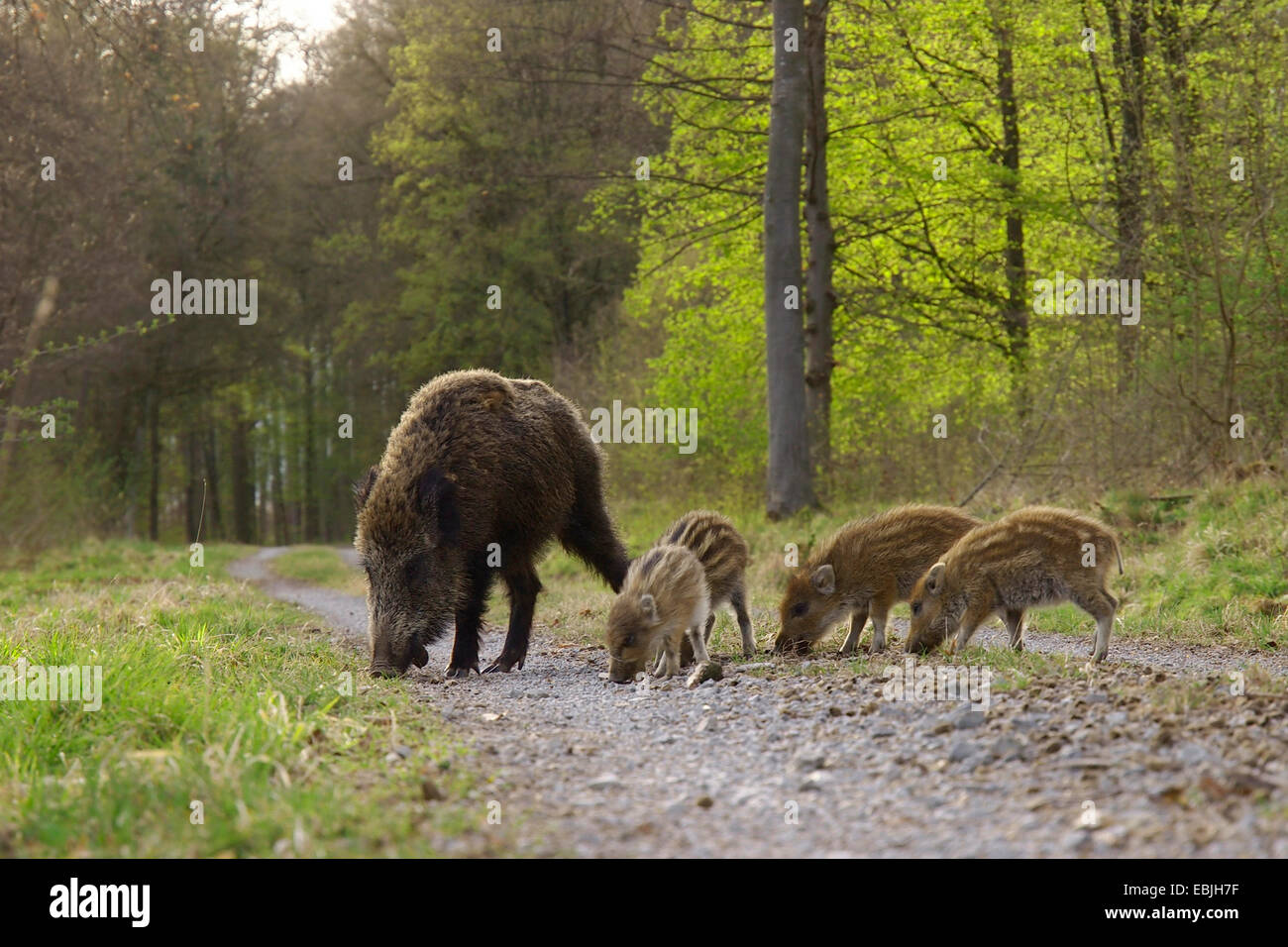 Wildschwein, Schwein, Wildschwein (Sus Scrofa), Weibchen mit Shoats auf einem Waldweg, Deutschland, Baden-Württemberg Stockfoto