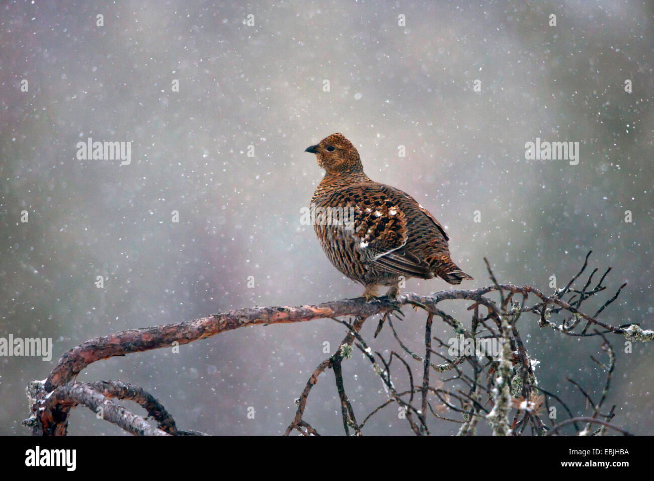 Birkhuhn (Lyrurus Tetrix, at Tetrix), sitzt auf einem Ast bei Schneefall, Schweden, Hamra Nationalpark Stockfoto