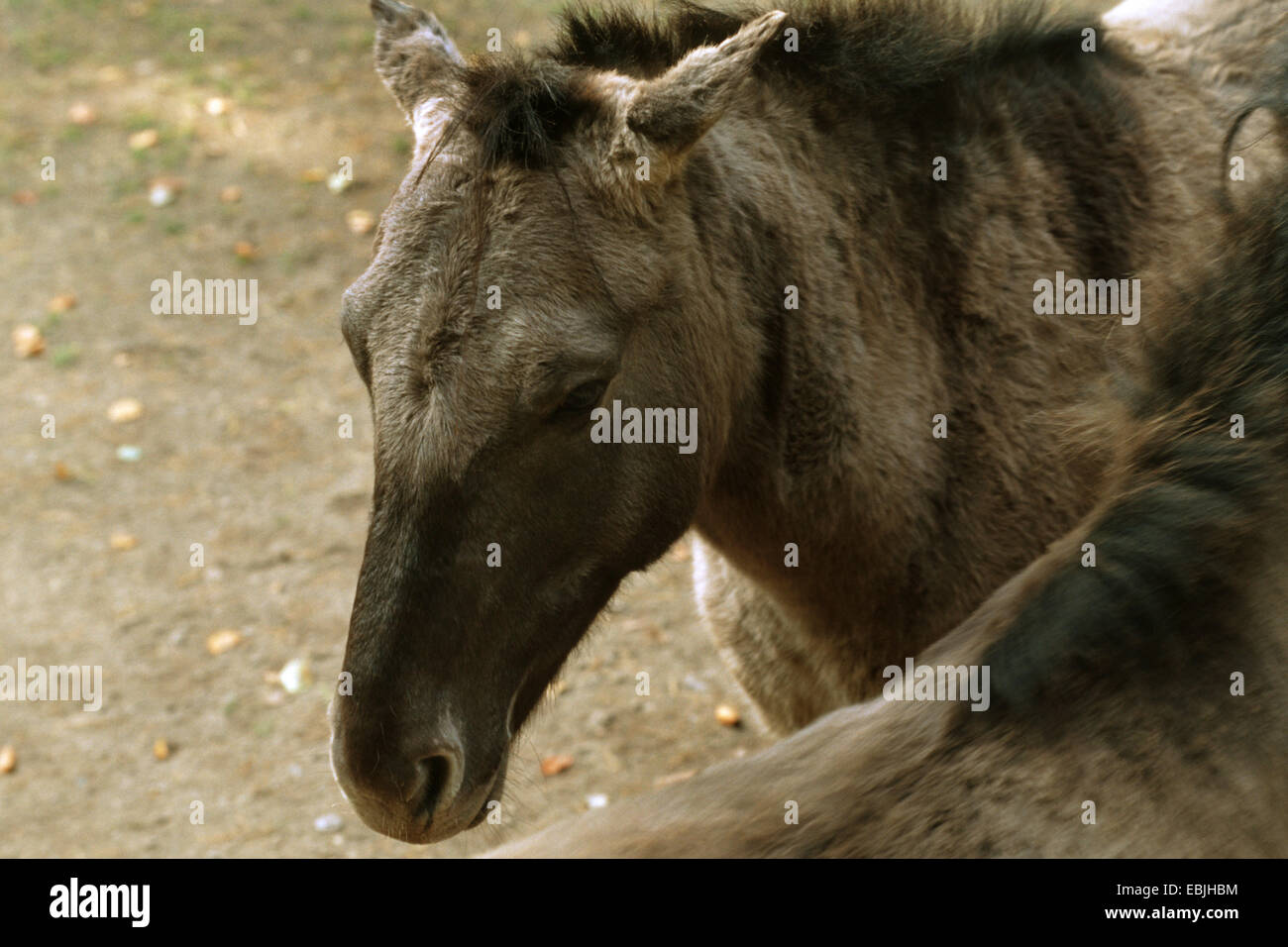 Tarpan (Equus Ferus Gmelini), zwei wilde Tiere Stockfoto