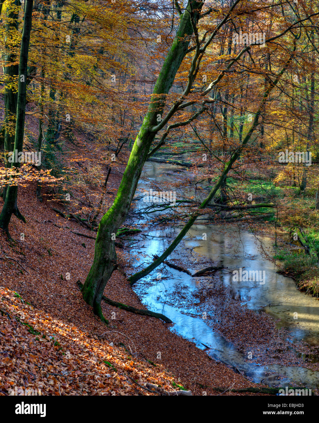 Wilder Bach Furlbach im Herbst, Stukenbrock-Senne, NSG Furlbach, North Rhine-Westphalia, Deutschland Stockfoto