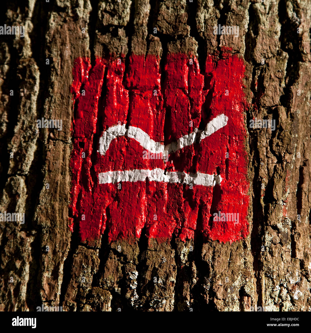 Wandern Weg Zeichen der Rothaarsteig an einem Baum, Hilchenbach, Siegerland, NRW, Deutschland Stockfoto