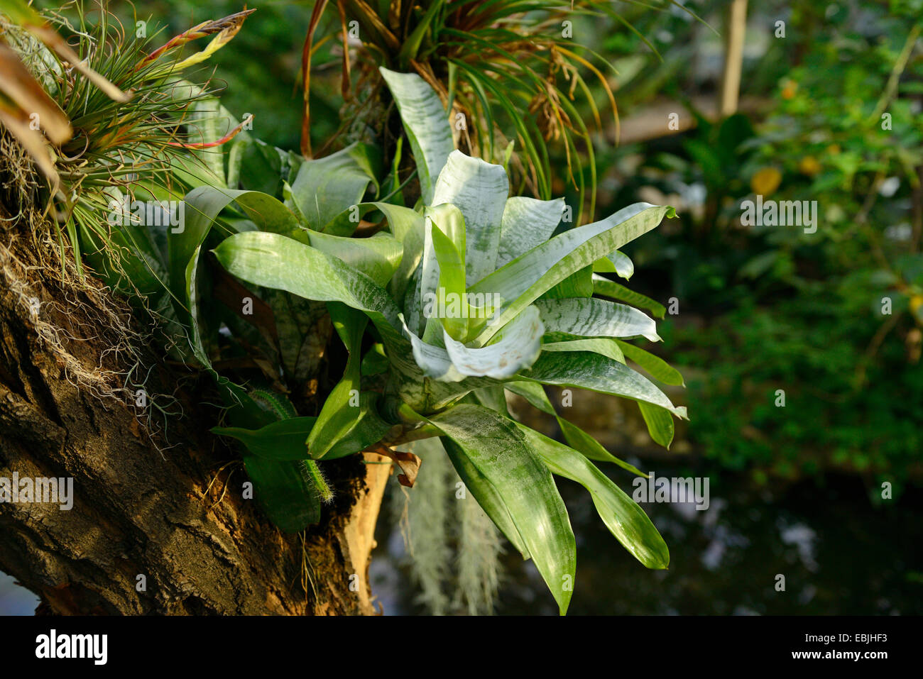 Vriesea Splendens (Vriesea Splendens), Bromelien an einem Baumstamm Stockfoto