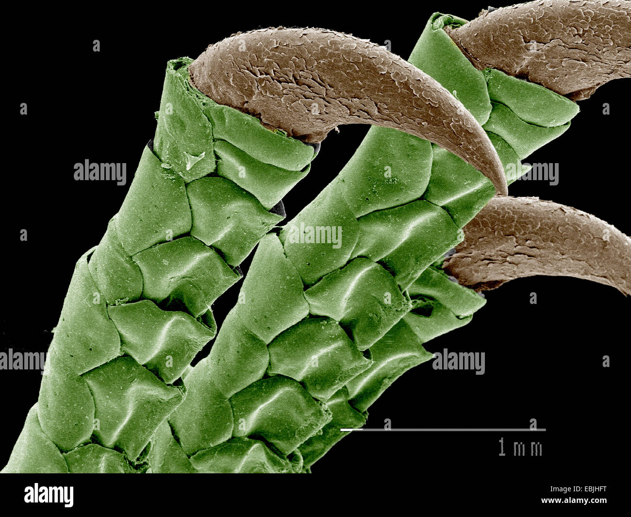 Klauen der Eidechse, Eumeces sp SEM Stockfoto