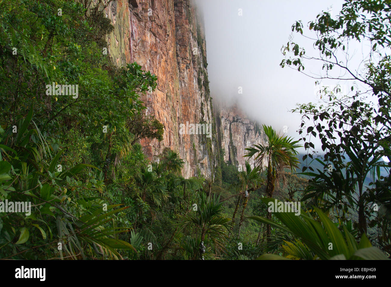 Blick entlang einer Steilwand des Roraima Tepui zwischen bewaldeten Hängen und trübe Top, Venezuela, Canaima National Park, Roraima Tepui Stockfoto