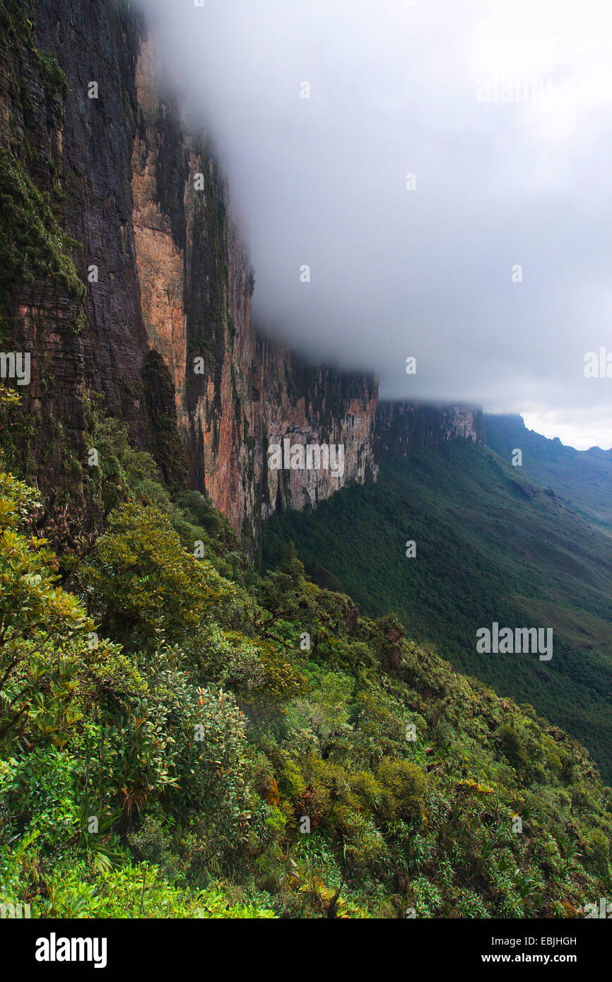 Blick entlang einer Steilwand des Roraima Tepui zwischen bewaldeten Hängen und trübe Top, Venezuela, Canaima National Park, Roraima Tepui Stockfoto