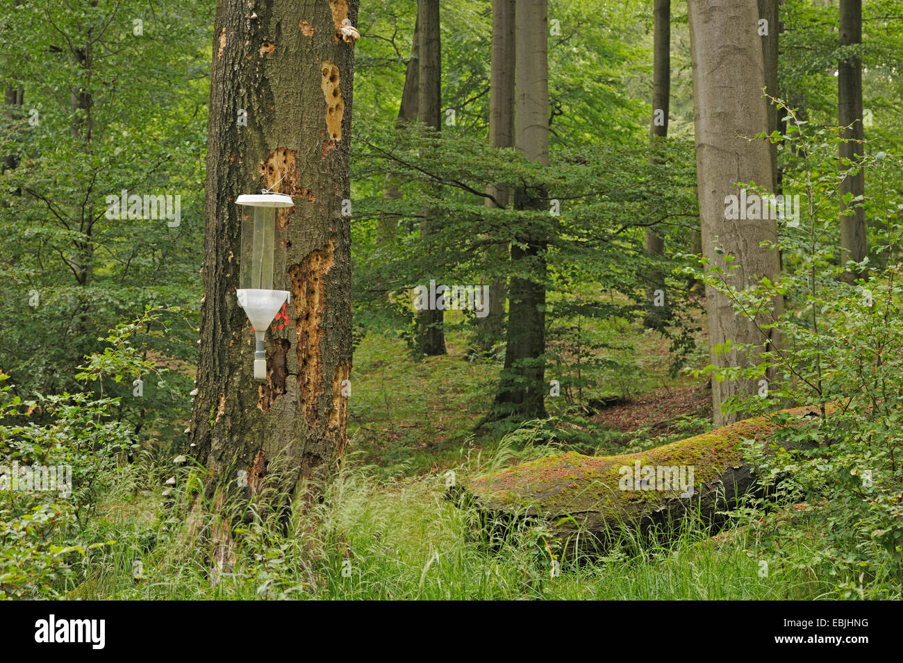 zu fangen Insekten im Urwald, Deutschland, Nordrhein-Westfalen, Arnsberg Stockfoto