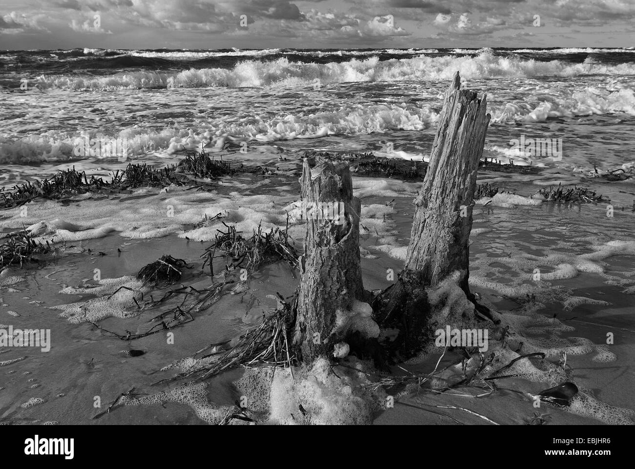 Baum-Haken auf den Strand der Ostsee, schwarz-weiß-Fotografie, Deutschland, Mecklenburg-Vorpommern, Ostsee Stockfoto