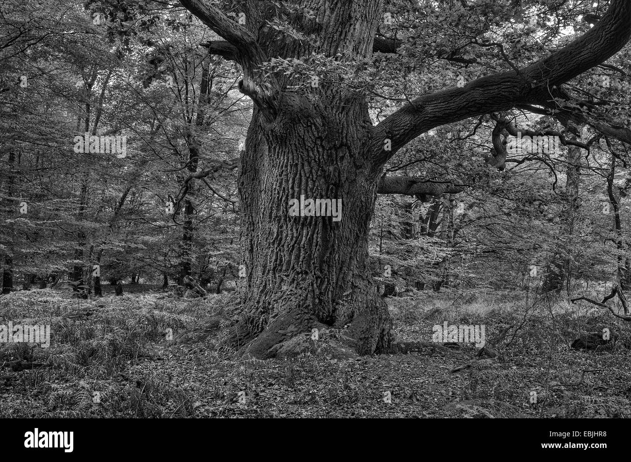 Eiche (Quercus spec.), alte Eiche im Herbst, schwarz-weiß-Fotografie, Deutschland, Hessen, NSG Reinhardswald Stockfoto
