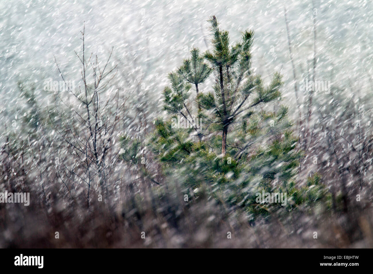 Föhre, Scots Kiefer (Pinus Sylvestris), im Schnee Flut, Deutschland, Sachsen, Oberlausitz Stockfoto