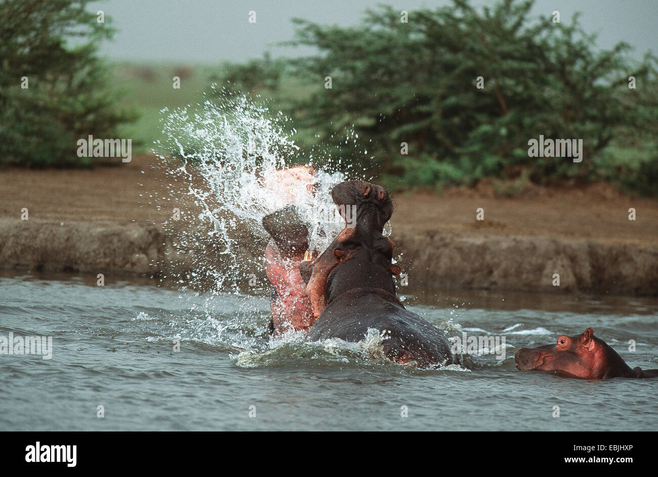 Nilpferd, Nilpferd, gemeinsame Flusspferd (Hippopotamus Amphibius), zwei kämpfende Männer, Tansania, Serengeti NP Stockfoto