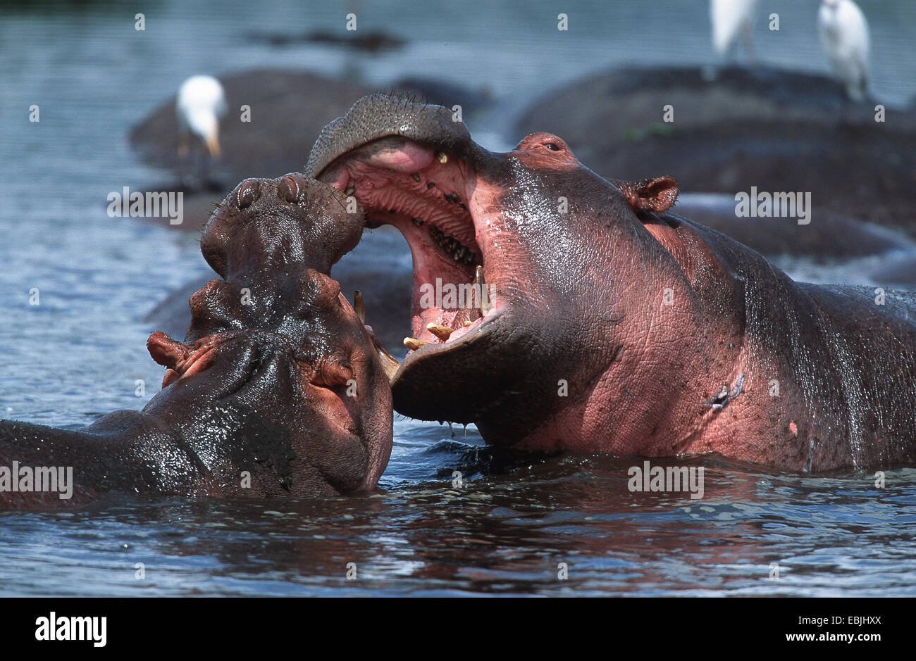 Nilpferd, Nilpferd, gemeinsame Flusspferd (Hippopotamus Amphibius), zwei kämpfende Männer, Tansania, Serengeti NP Stockfoto