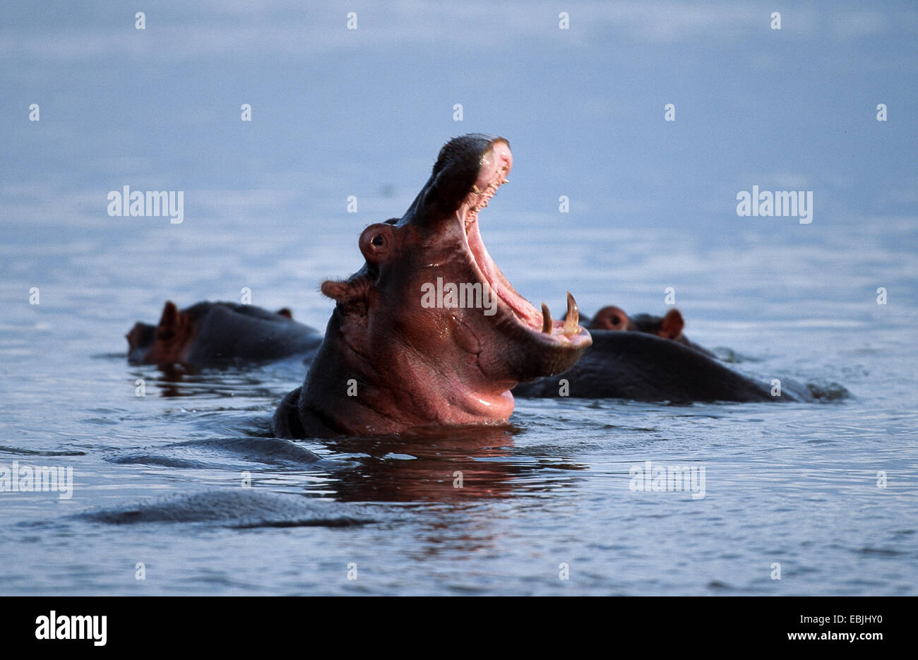 Nilpferd, Nilpferd, gemeinsame Flusspferd (Hippopotamus Amphibius), bedrohlich, Tansania, Serengeti NP Stockfoto