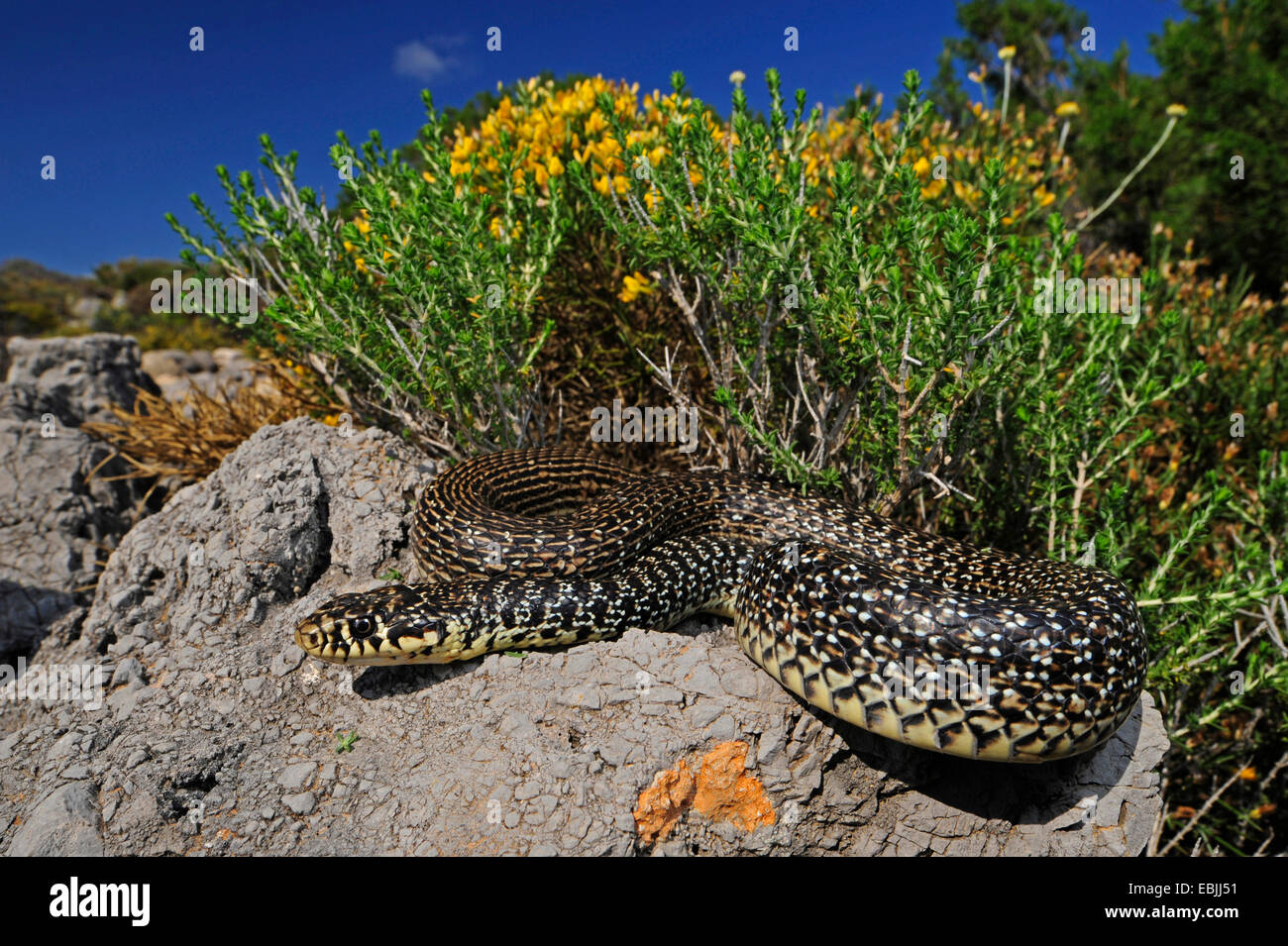 Balkan Peitsche Schlange (Hierophis Gemonensis, Coluber Gemonensis), Sonnenbaden auf einem Felsen, Griechenland Kythira Stockfoto