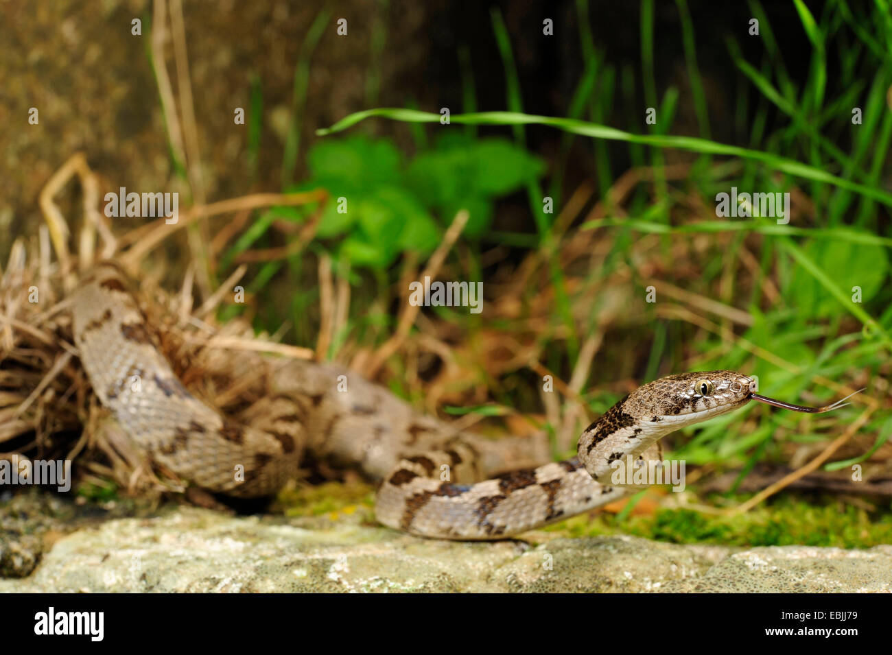 Katze-Snake, europäische Katze Schlange (Telescopus Goldhahnenfuß), schnippen, Griechenland, Peloponnes Stockfoto