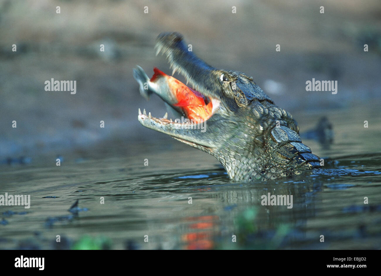 brillentragende Kaiman (Caiman Crocodilus), im Wasser, einen gefangenen Fisch, Venezuela, Hato El Cedral Essen Stockfoto