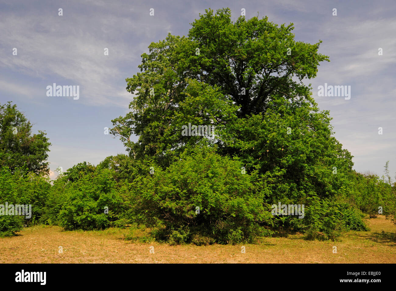 Eiche (Quercus spec.), Griechenland, Mazedonien, Pinios-Delta, Natura 2000 Stockfoto