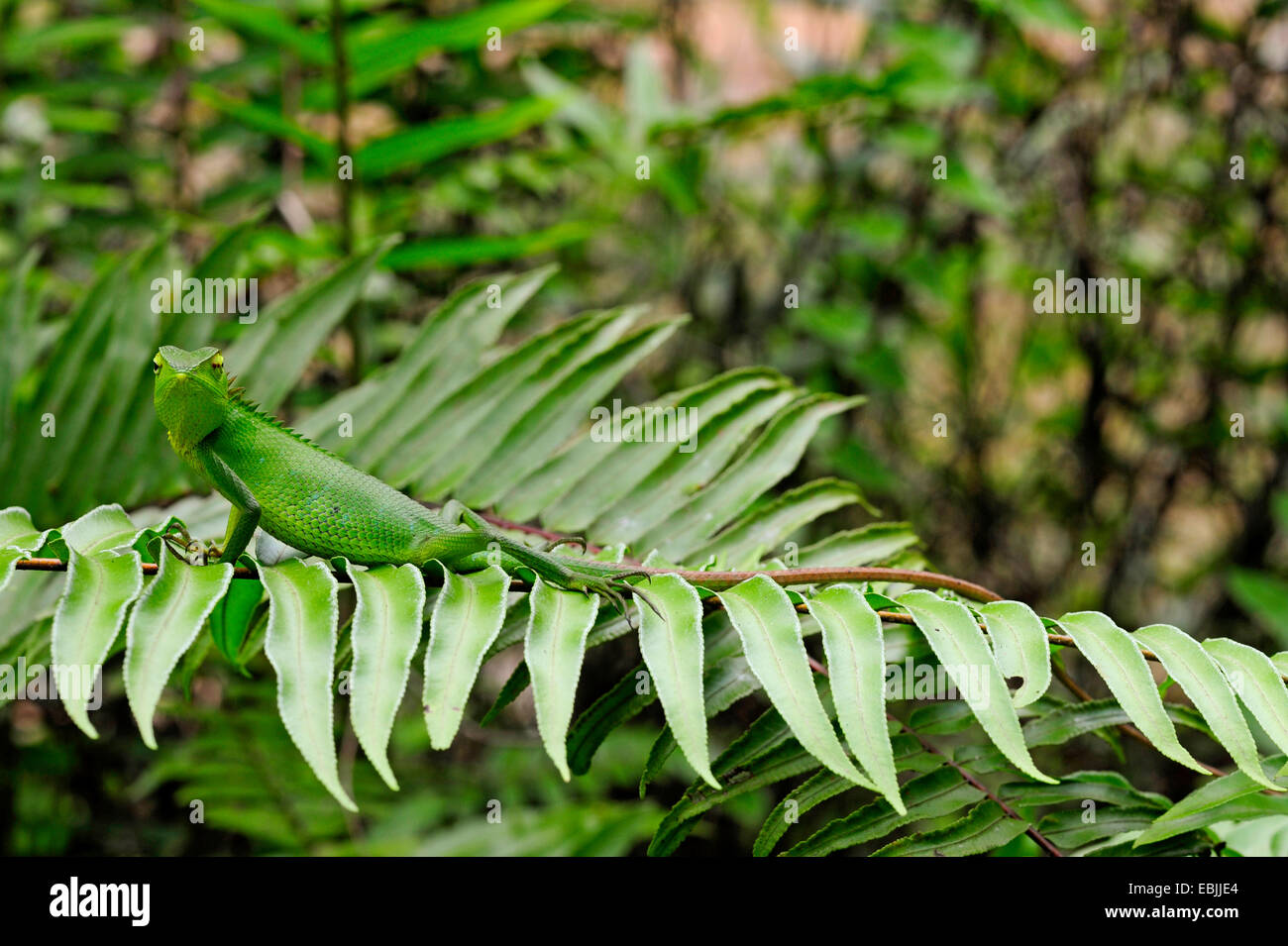 gemeinen Baum Eidechse (Calotes Calotes), männliche auf ein Wedel, Sri Lanka, Sinharaja Forest National Park Stockfoto