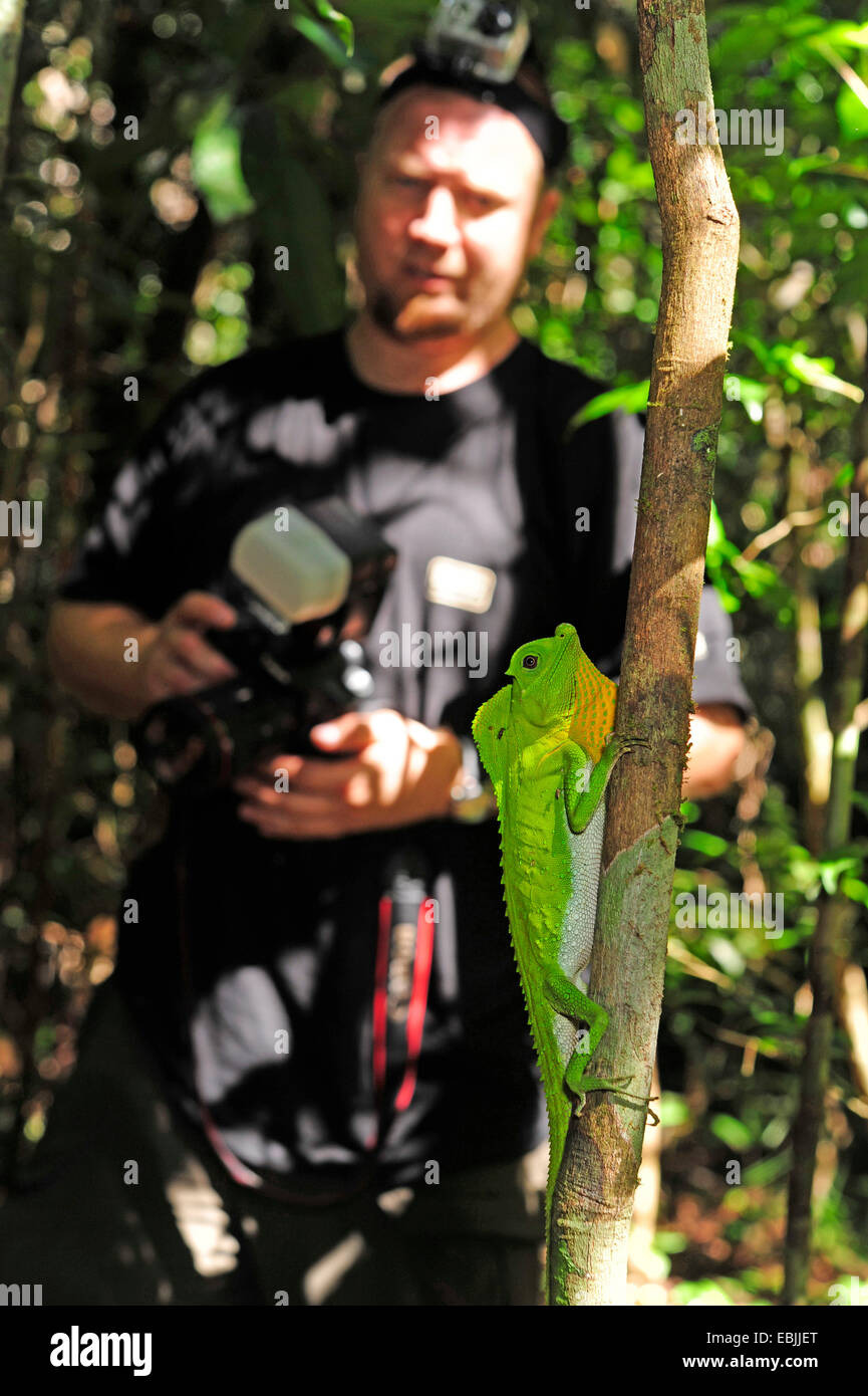 Lyrehead Eidechse (Lyriocephalus Scutatus), weiterverbreitet mit einer männlichen Eidechse, Sri Lanka, Sinharaja Forest National Park Stockfoto