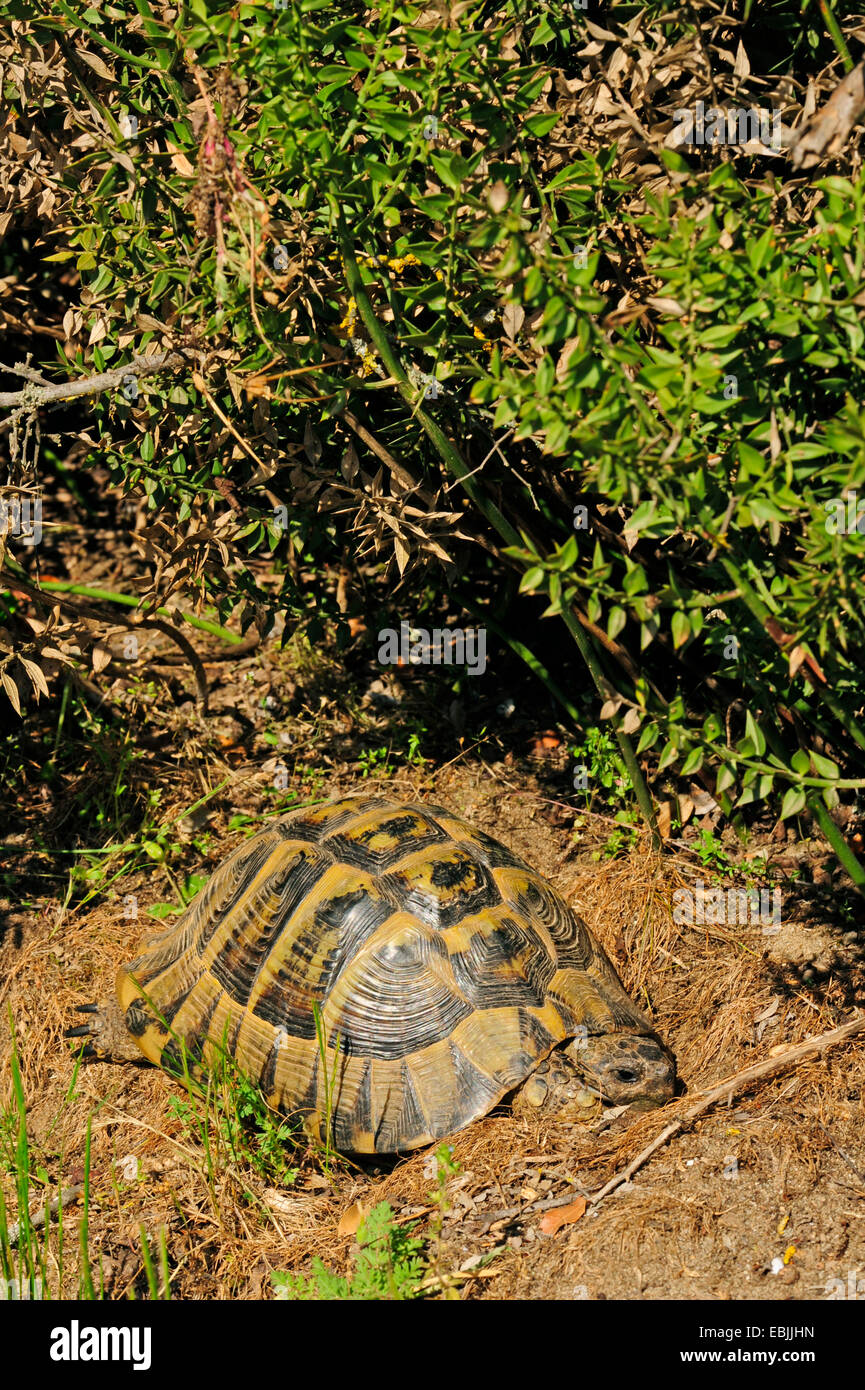Hermanns Schildkröte, Griechische Schildkröte, Boettgers Schildkröte (Testudo Hermanni Boettgeri), drücken gegen den Boden unter Büschen, Griechenland, Mazedonien Stockfoto