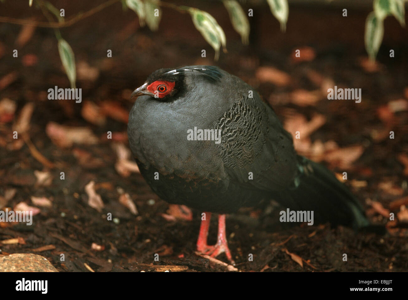 Siamesische Fireback Fasan (Lophura Diardi, Diardigallus Diardi), vermännlichte weiblich Stockfoto