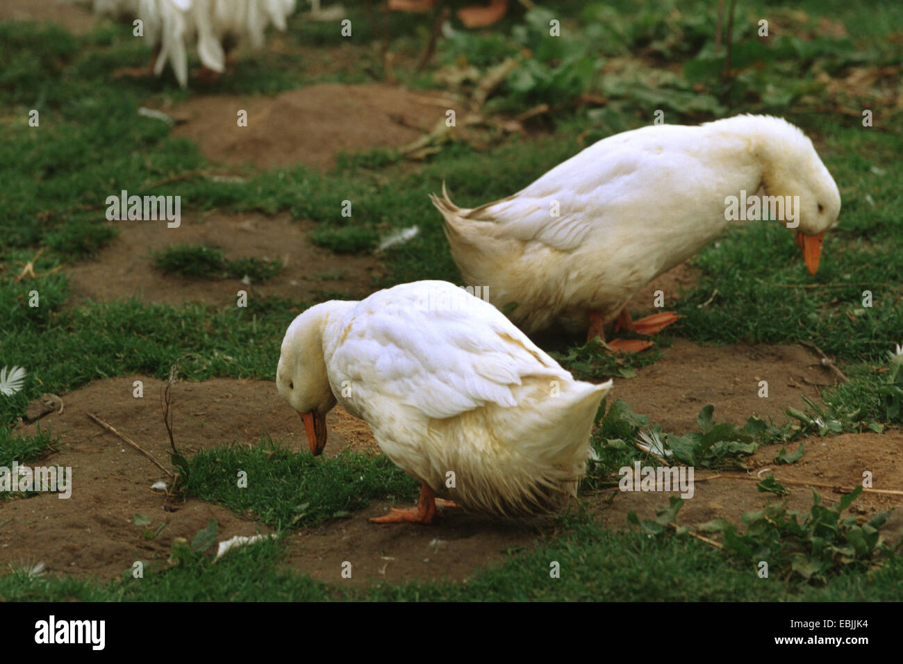 Hausente (Anas Platyrhynchos F. Domestica), Enten amerikanischen Pekin in einer Wiese Stockfoto