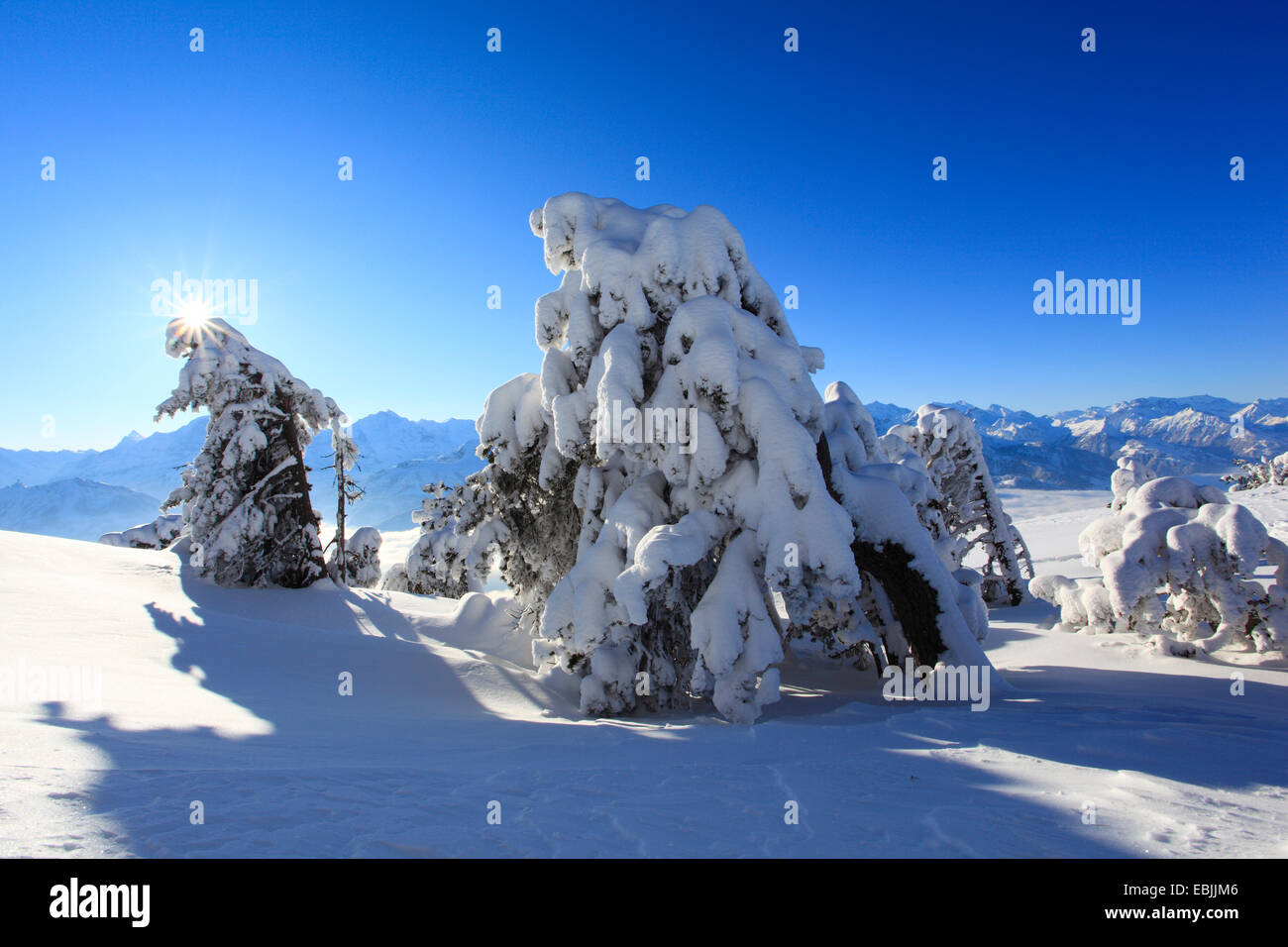 Norwegen Fichte (Picea Abies), schneebedeckte Nadelbäume am Niederhorn, Schweiz, Berner Oberland Stockfoto