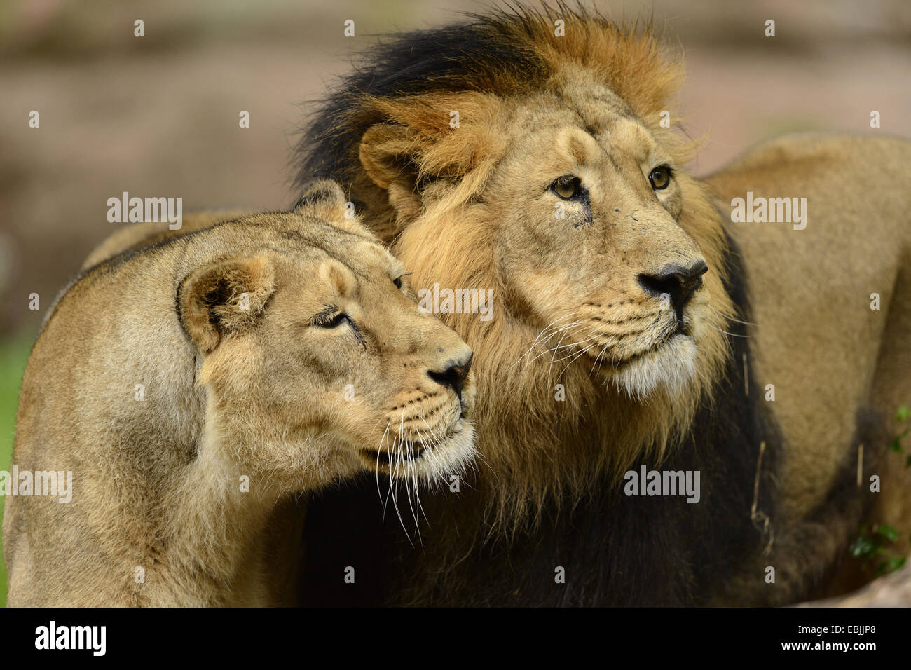 Asiatische Löwe (Panthera Leo Persica), Portrait eines Paares Stockfoto