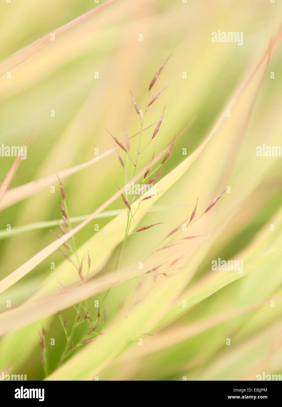 Detail der feinen langen Gräsern hautnah Stockfoto