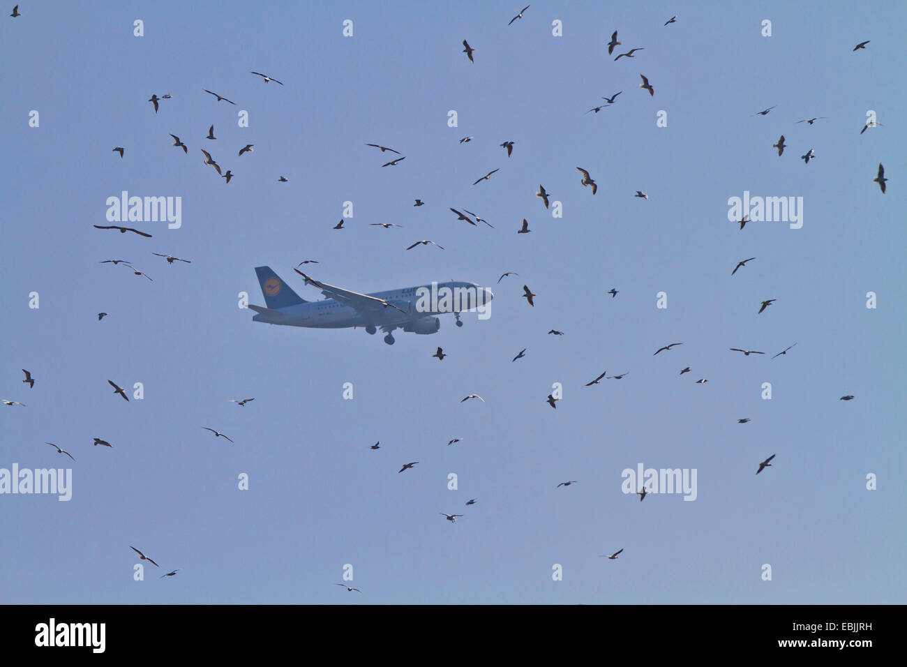 Lachmöwe (Larus Ridibundus, Chroicocephalus Ridibundus), große Herde von Möwen am Himmel mit einem Flugzeug Landung am Flughafen München, Deutschland, Bayern, Müncheberg Stockfoto