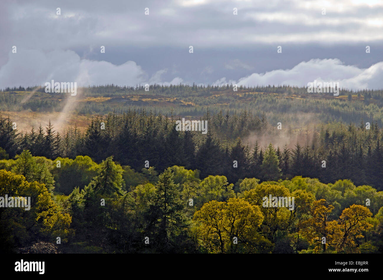 Gemäßigten Wäldern auf Kintyre, Vereinigtes Königreich, Schottland Stockfoto