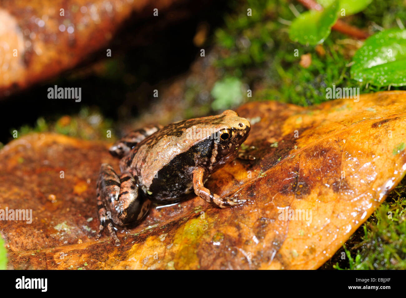 Verzierten schmal-mouthed Frog (Microhyla Ornata), sitzt auf einem Blatt, Sri Lanka, Sinharaja Forest National Park Stockfoto