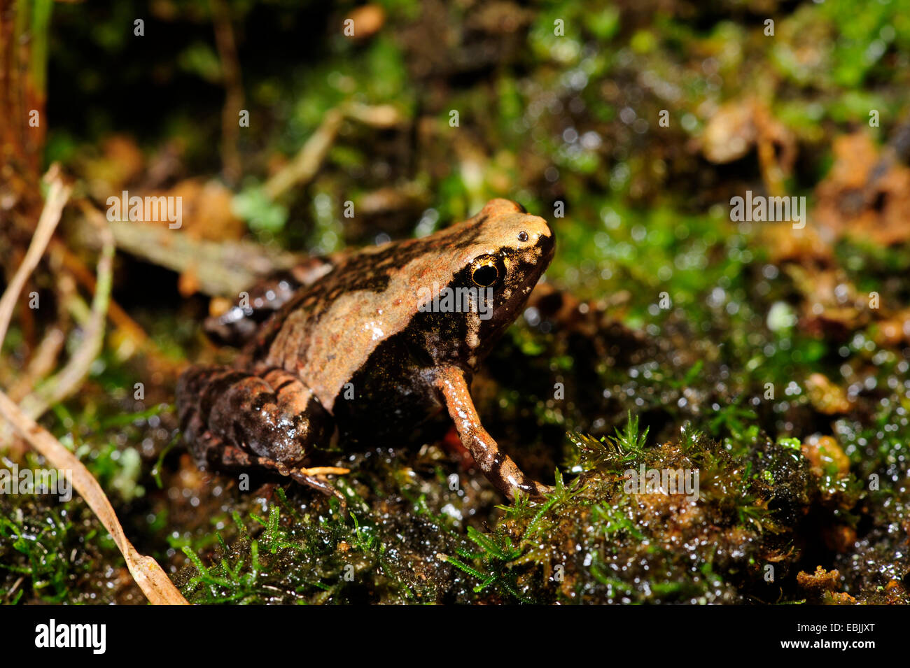 Verzierten schmal-mouthed Frog (Microhyla Ornata), sitzen auf dem Boden, Sri Lanka, Sinharaja Forest National Park Stockfoto