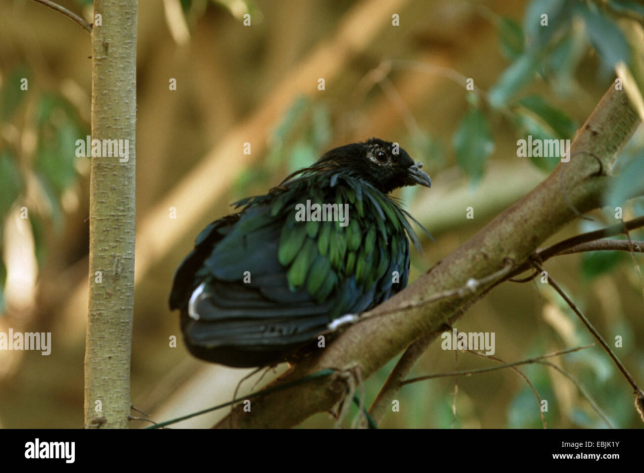 Nicobar Taube (Caloenas Nicobarica), auf einem Ast Stockfoto