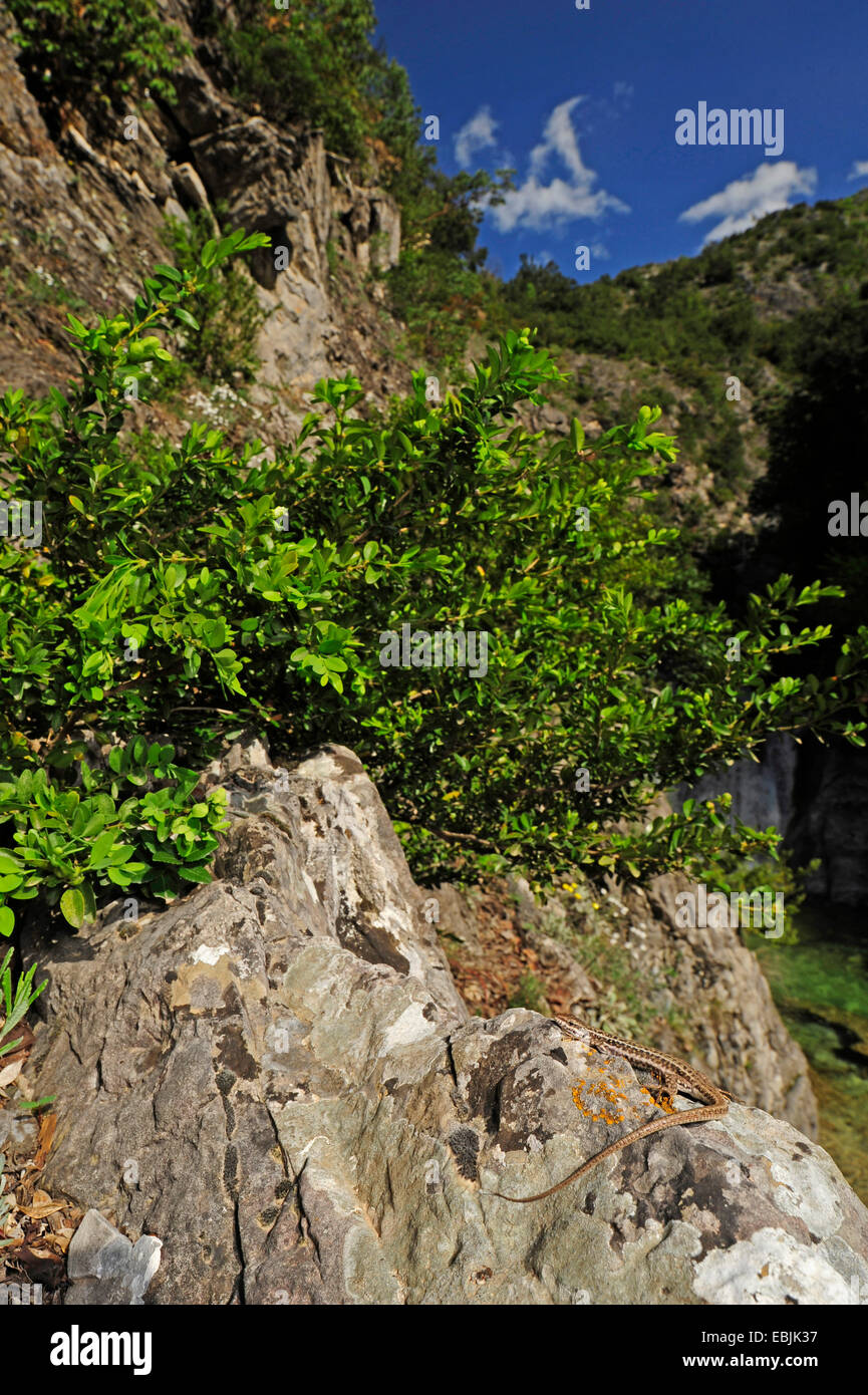 Erhards Mauereidechse (Podarcis Erhardii Riveti, Podarcis Erhardi, Lacerta Erhardi), weibliche Sonnenbaden auf einem Felsen, Griechenland, Mazedonien, Olymp Stockfoto