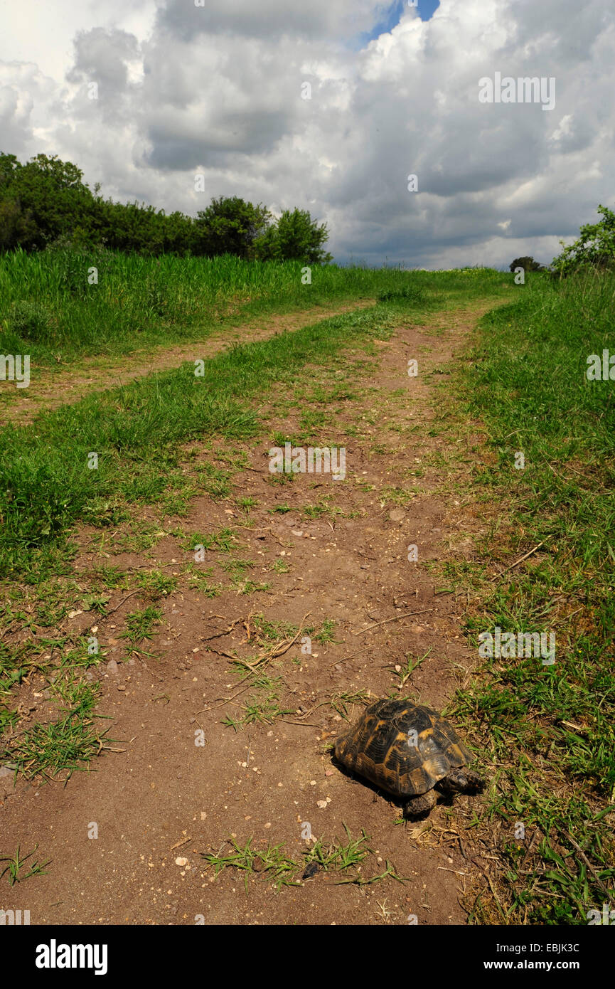 Sporn-thighed Tortoise, mediterrane Sporn-thighed Tortoise, gemeinsame Schildkröte, Griechische Schildkröte (Testudo Graeca, Testudo Graeca Ibera), auf eine Fieldpath, Griechenland, Zuge Stockfoto