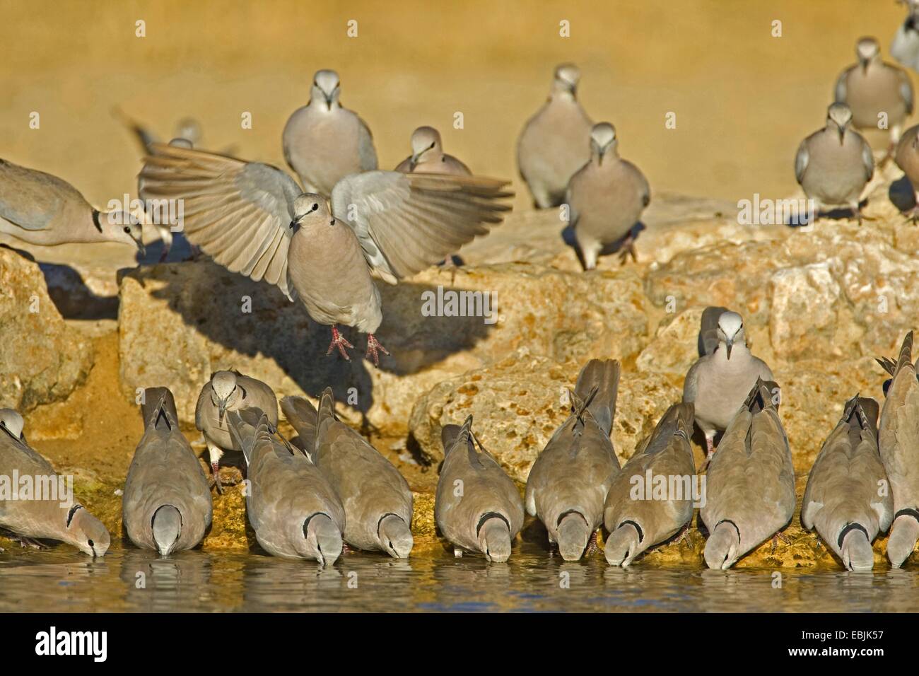 Ring-necked Taube, Kap Turteltaube, Half-Collared Taube (Streptopelia Capicola), trinken am Wasserloch, Süd Afrika, Nördliches Kap, Kgalagadi Transfrontier National Park Stockfoto