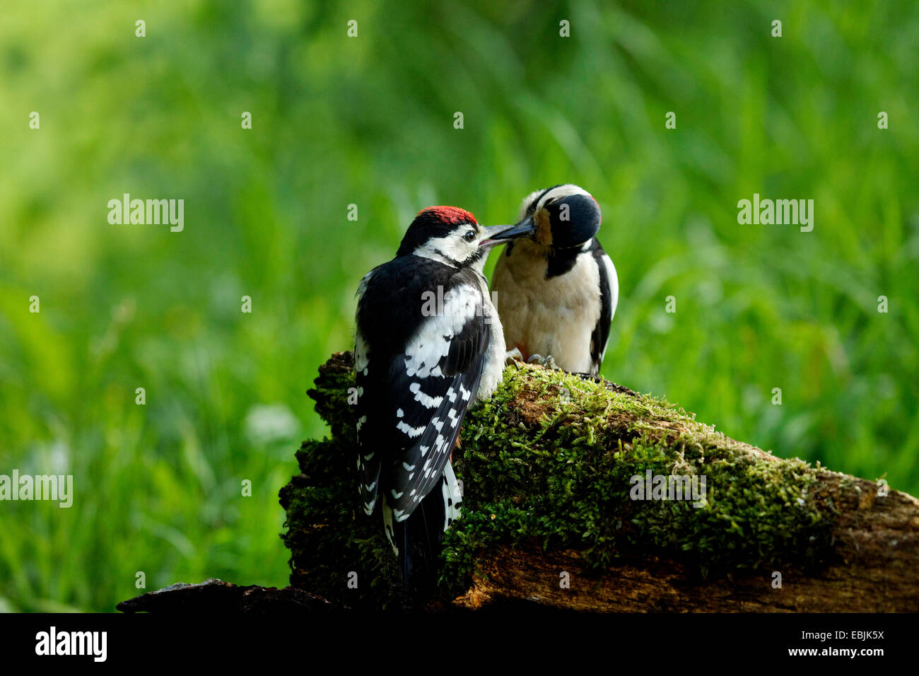 Buntspecht (Picoides major, Dendrocopos großen), Erwachsener Fütterung Quietsche, Deutschland Stockfoto